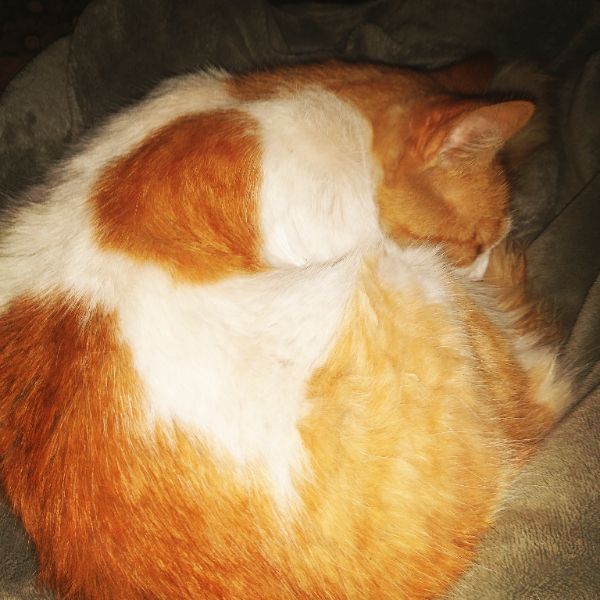 A stately tabby staring into the middle distance