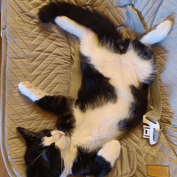 Tuxedo cat looking regal