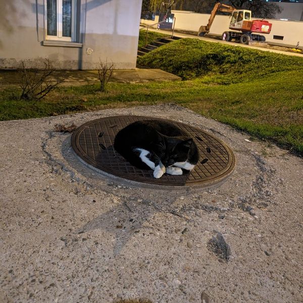 A black and white cat mid-yawn