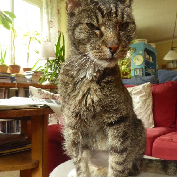 A tabby kitten mid-investigation