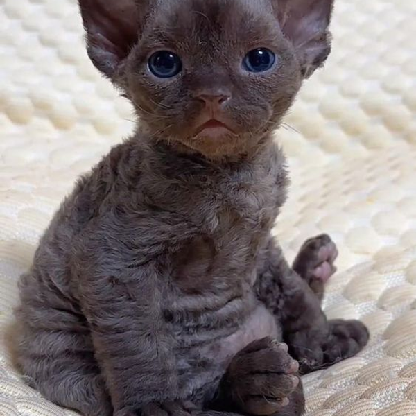 Two cats looking in opposite directions