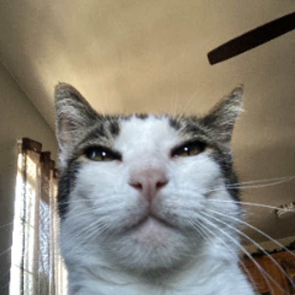 Orange cat asleep with paws up