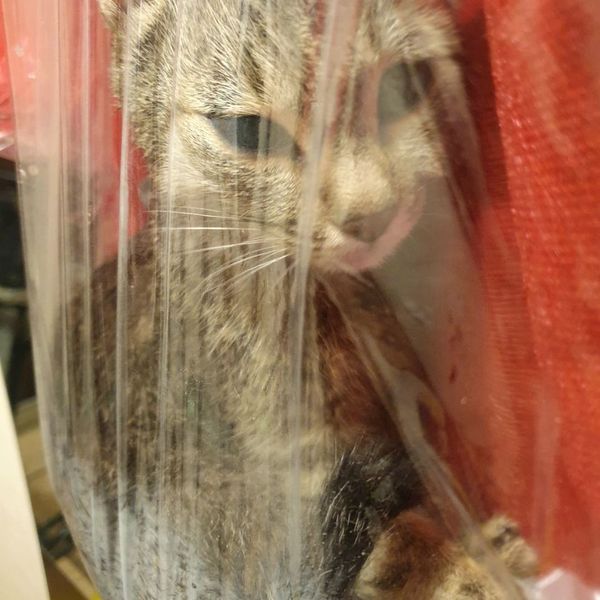 A skeptical-looking black cat