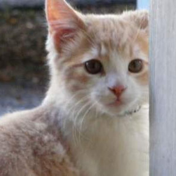Tabby cat with wide green eyes