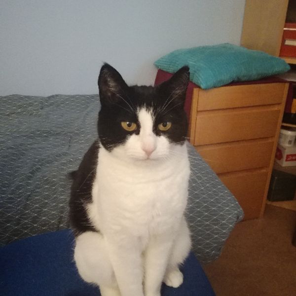 A kitten looking up with huge eyes