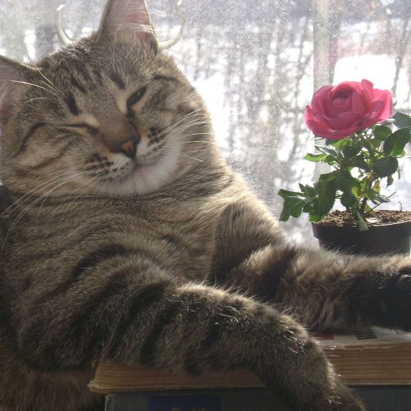 A grey and white cat, looking unimpressed