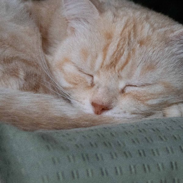 An alert cat with very big eyes