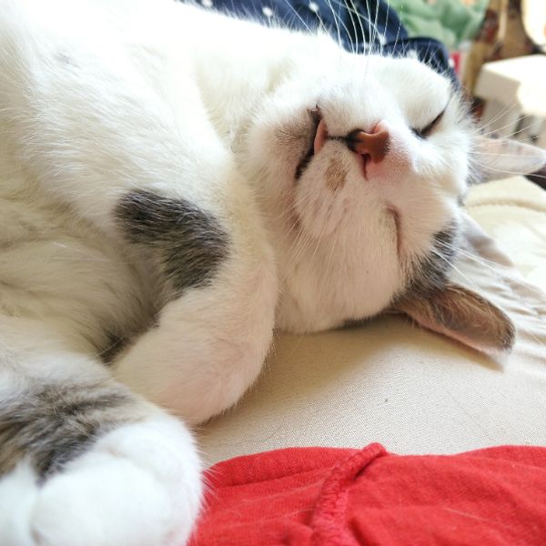 Dr. Purrkins' cat, Barnaby Trollope