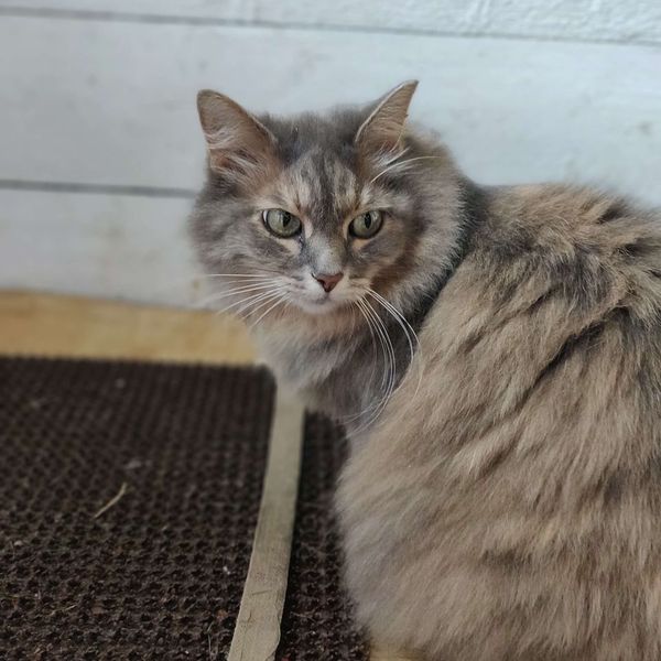 Grey tabby mid-stretch