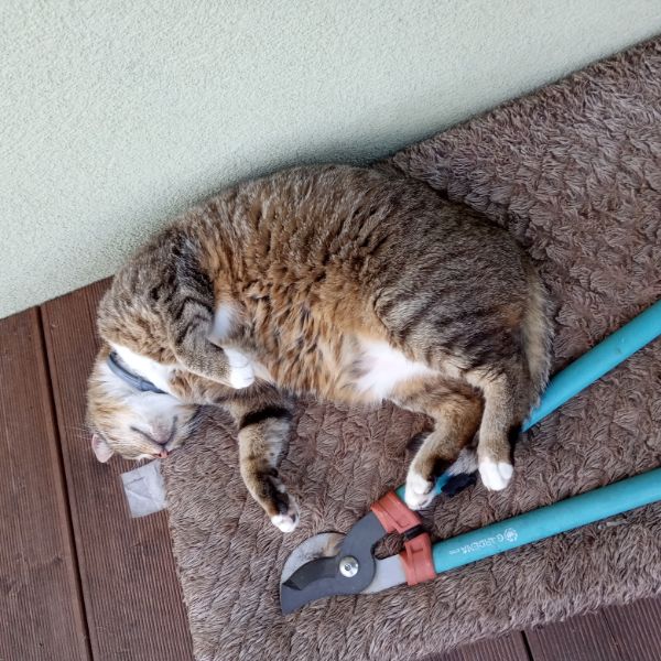 A ginger cat with an unreadable expression