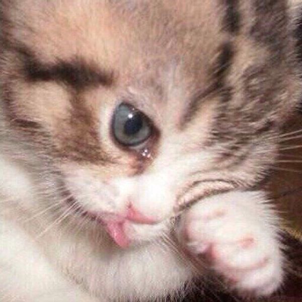 Black cat with yellow eyes