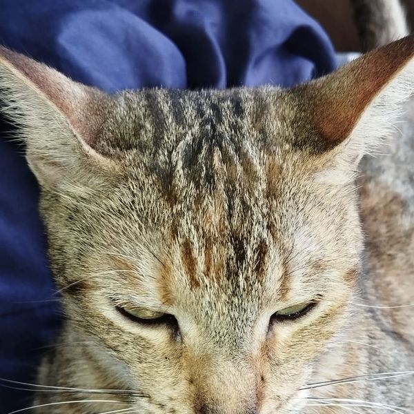 Fluffy white cat on a sofa