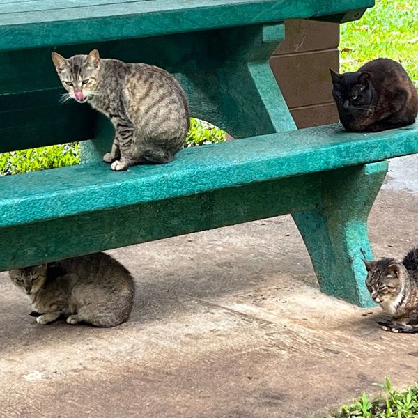 A sleeping kitten curled up tight
