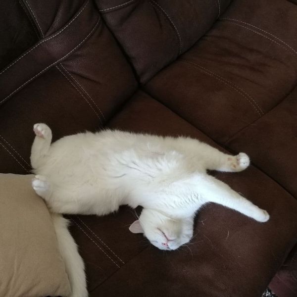 Orange kitten in a basket